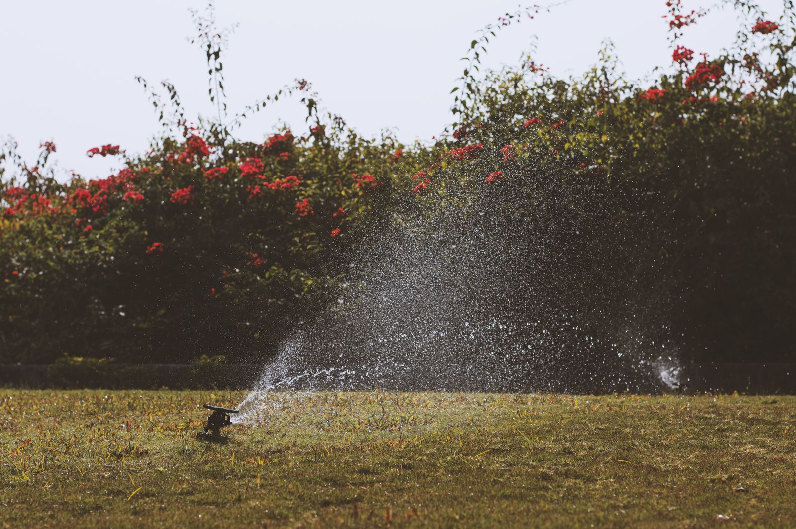 Aspersor irrigando um jardim florido